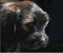 Tibeti terrier kölyök
