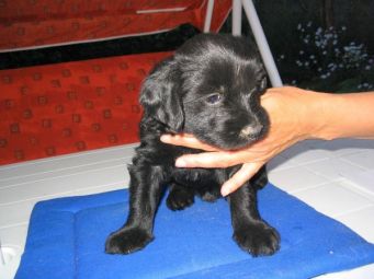 Tibeti terrier kölyök
