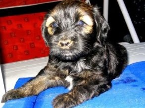 Tibeti terrier kölyök