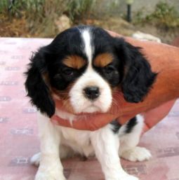 cavalier king charles spániel kölyök