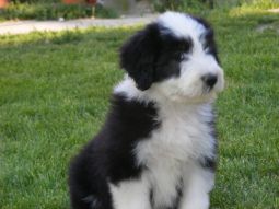 bearded collie kölyök