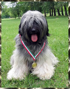 Tibeti terrier