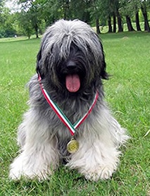 tibeti terrier