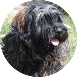 tibeti terrier