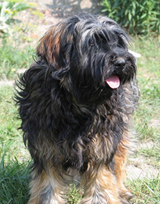 tibeti terrier