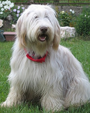 bearded collie