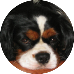 cavalier king charles spaniel