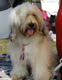 tibeti terrier