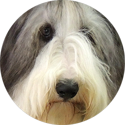 bearded collie