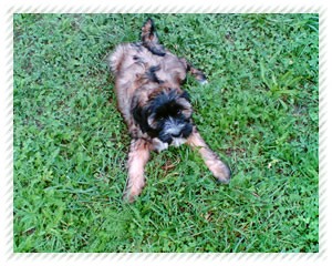 tibeti terrier