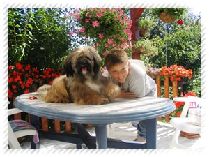 tibeti terrier