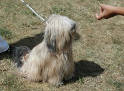 tibeti terrier