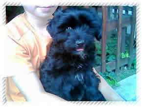 tibeti terrier