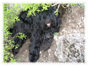 tibeti terrier