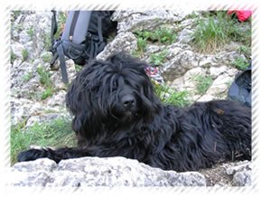 tibeti terrier