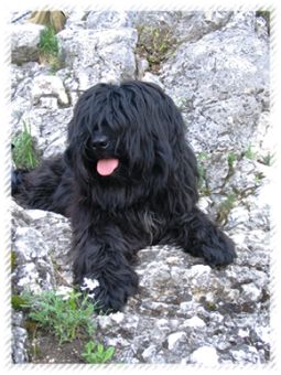 tibeti terrier