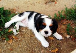 cavalier king charles spániel