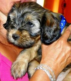tibeti terrier