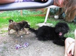 tibeti terrier