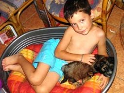 tibeti terrier