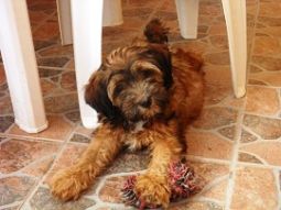 tibeti terrier