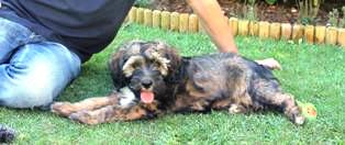 tibeti terrier
