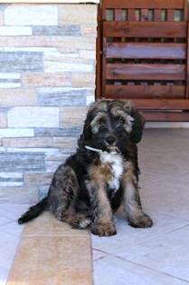 tibeti terrier