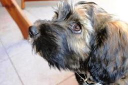 tibeti terrier