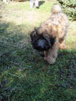 tibeti terrier